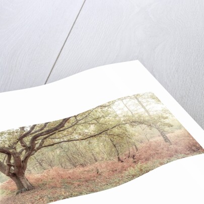 Canal through forest by Assaf Frank